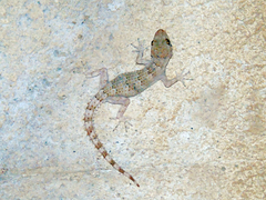 Mediodactylus heterocercus