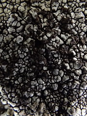 Dimelaena californica