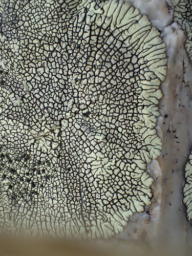 iNaturalist observation photo of Golden Moonglow Lichen