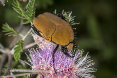 Hologymnetis cinerea