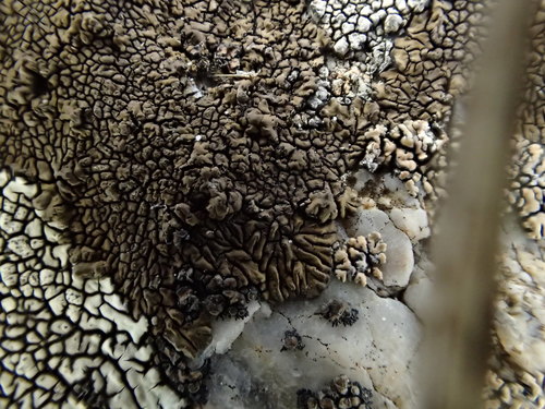 iNaturalist observation photo of mountain lichen