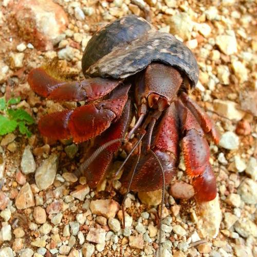 Caribbean Land Hermit Crab, photo 2 of 10