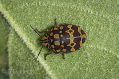 Orsilochides scurrilis