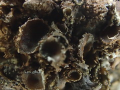 Melanohalea subolivacea