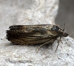Eucosma radiatana