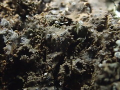 Melanohalea subolivacea