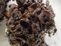 Melanohalea subolivacea