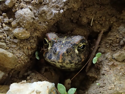 iNaturalist observation photo of California Toad