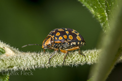 Orsilochides scurrilis