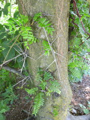 Gleditsia triacanthos