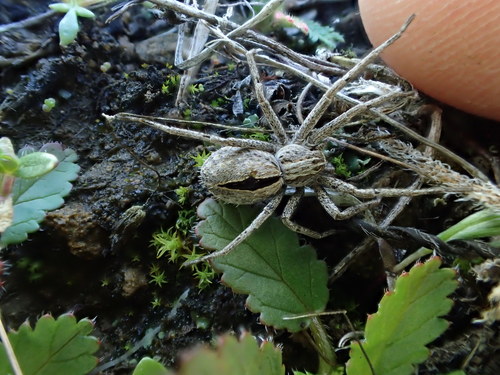 iNaturalist observation photo of Thanatus