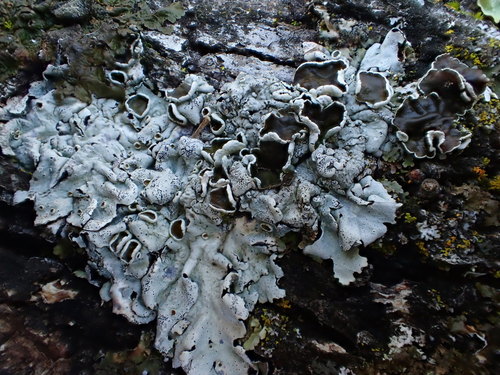 iNaturalist observation photo of Fringed Shield Lichen
