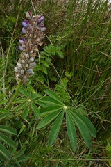 Lupinus polyphyllus polyphyllus