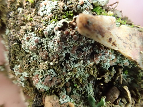 iNaturalist observation photo of Radiate Pebble Lichen
