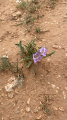 Penstemon jamesii