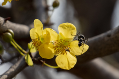 Ochna inermis