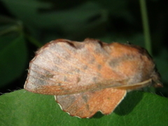 Phyllodesma joannisi