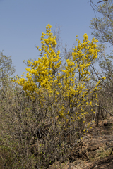Ochna inermis