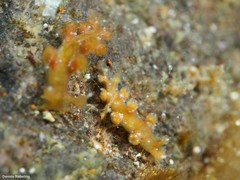 Hancockia uncinata