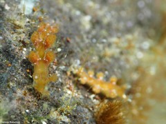 Hancockia uncinata