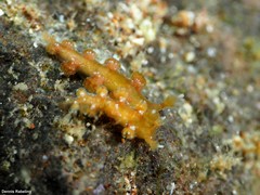 Hancockia uncinata