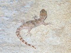 Mediodactylus heterocercus
