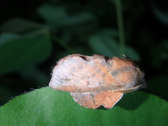 Phyllodesma joannisi
