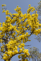 Ochna inermis