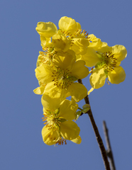 Ochna inermis