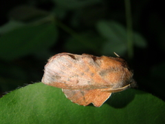 Phyllodesma joannisi