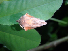 Phyllodesma joannisi