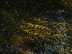 Potamogeton epihydrus