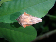 Phyllodesma joannisi