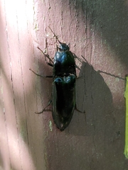 Melanactes