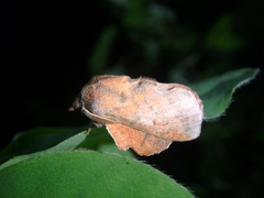 Phyllodesma joannisi