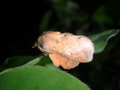 Phyllodesma joannisi