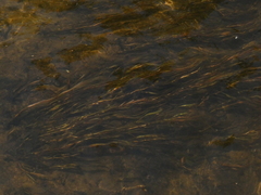 Potamogeton epihydrus