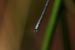 Archiargiolestes pusillus