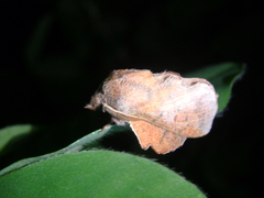 Phyllodesma joannisi