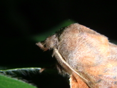 Phyllodesma joannisi