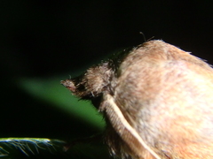 Phyllodesma joannisi