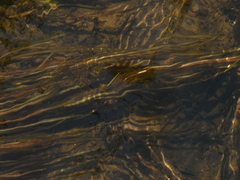 Potamogeton epihydrus
