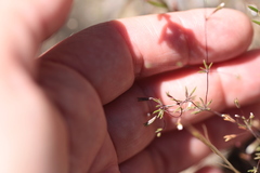 Leptosiphon pygmaeus continentalis