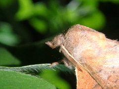 Phyllodesma joannisi