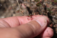 Leptosiphon pygmaeus continentalis