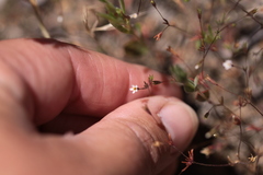 Leptosiphon pygmaeus continentalis