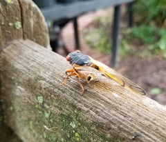 Magicicada septendecim