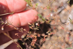 Leptosiphon pygmaeus continentalis