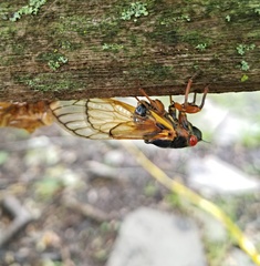 Magicicada septendecim