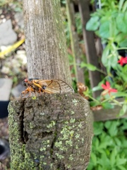 Magicicada septendecim